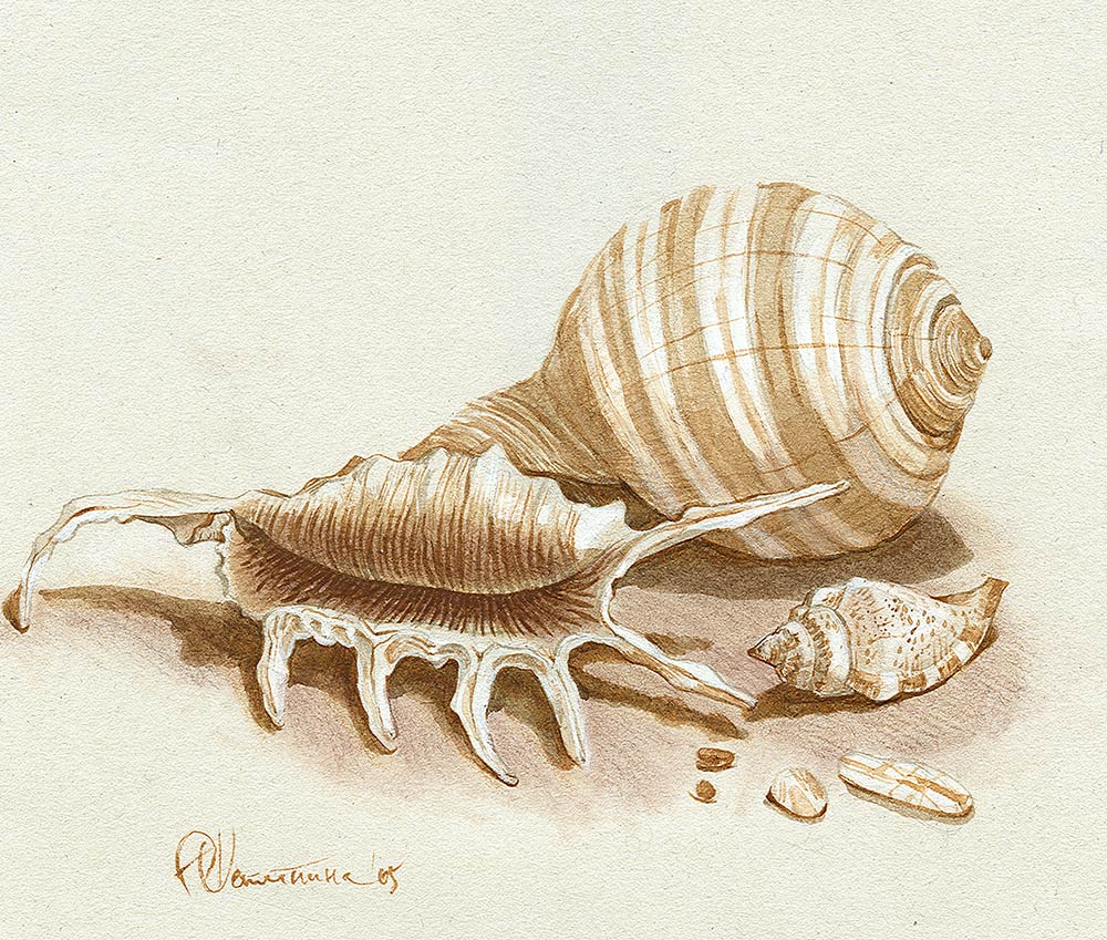 The Sea Shells drawing